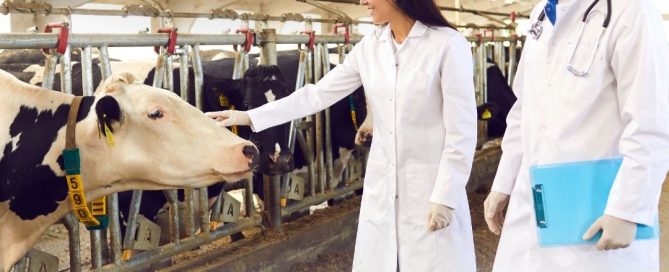 Stalla da latte con vacche alla mangiatoia e veterinari al lavoro: riscaldamento degli allevamenti zootecnici con le unità AH di Apen Group